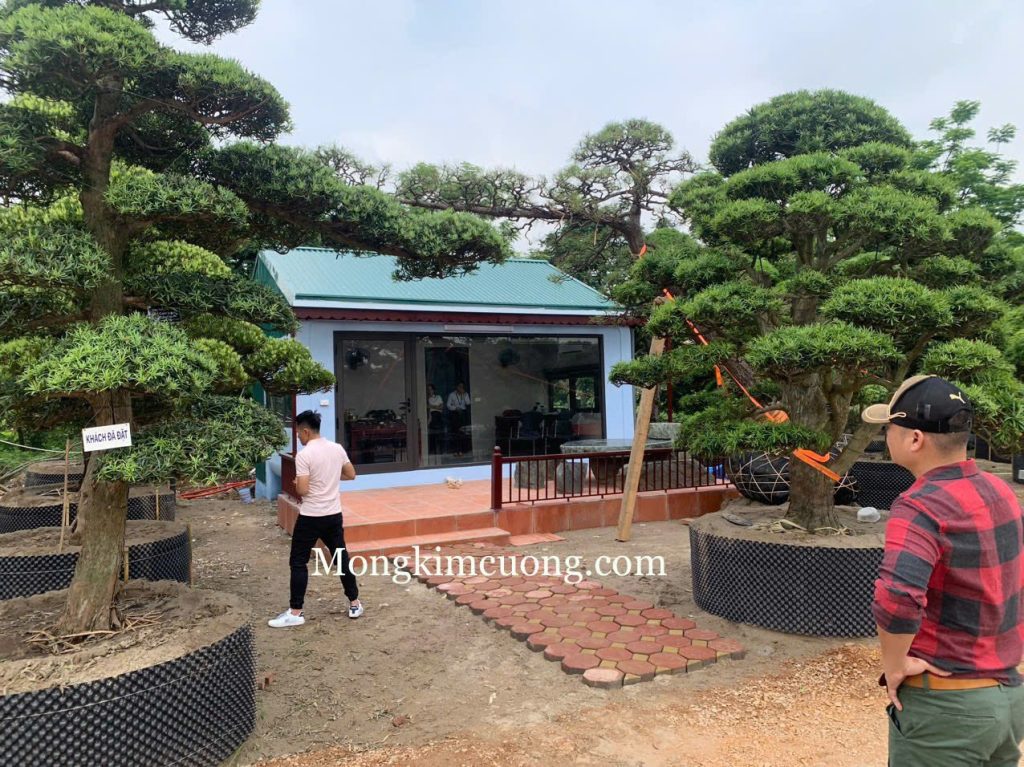 nha module be tong duc v03 1